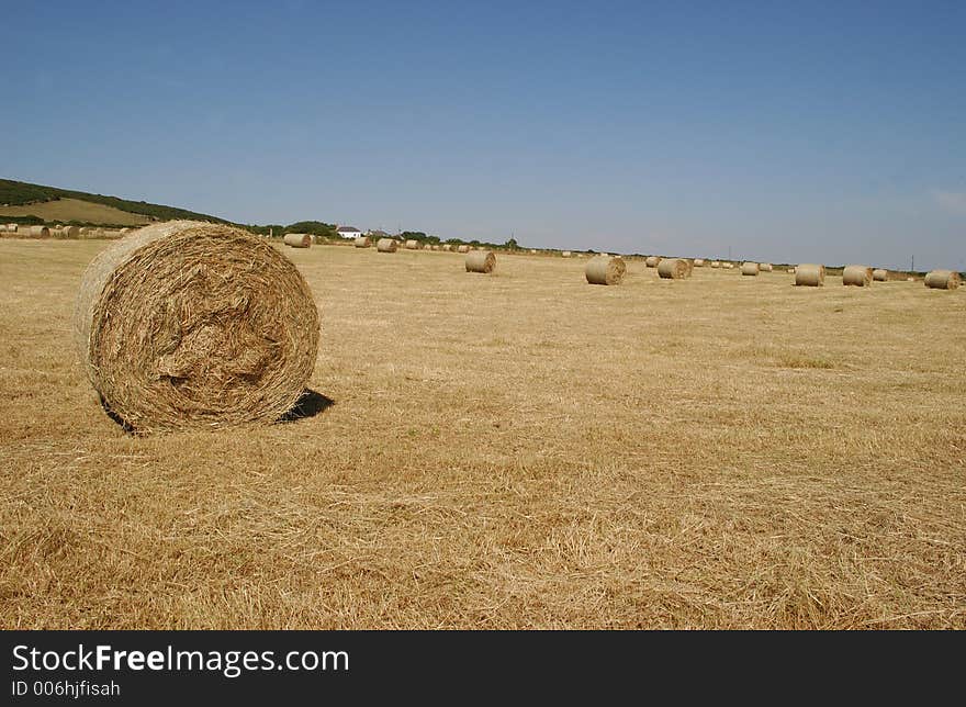 A Field of Hay. A Field of Hay