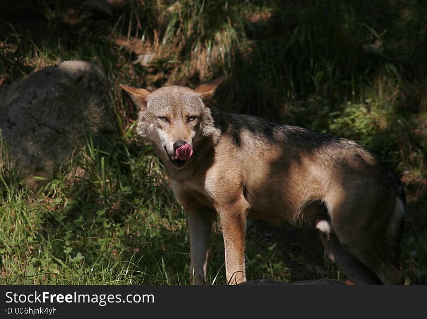 wolf with his tongue outside. wolf with his tongue outside