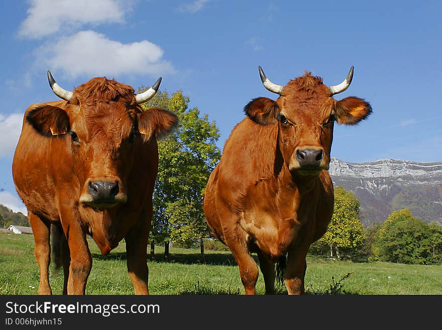 2 cows in a field. 2 cows in a field