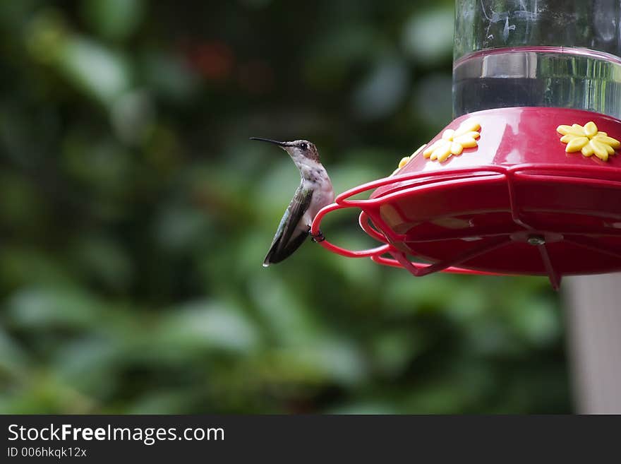 Female Ruby Throated Hummingbird Avoiding Being Dive-Bombed by the Others. Female Ruby Throated Hummingbird Avoiding Being Dive-Bombed by the Others