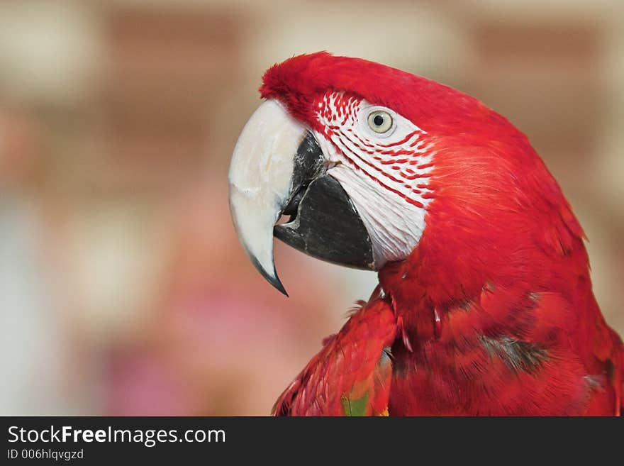 Green Winged Macaw