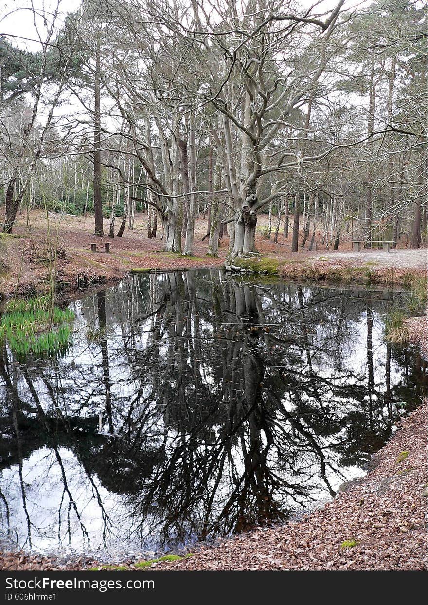 Woodland reflection