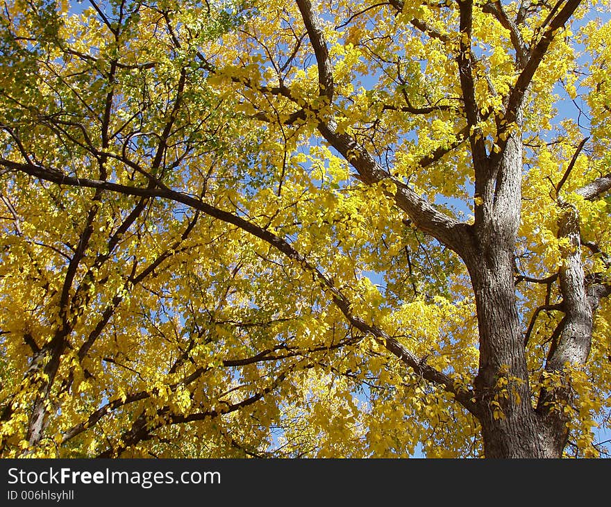 Tree in North Dakota during the fall. Tree in North Dakota during the fall