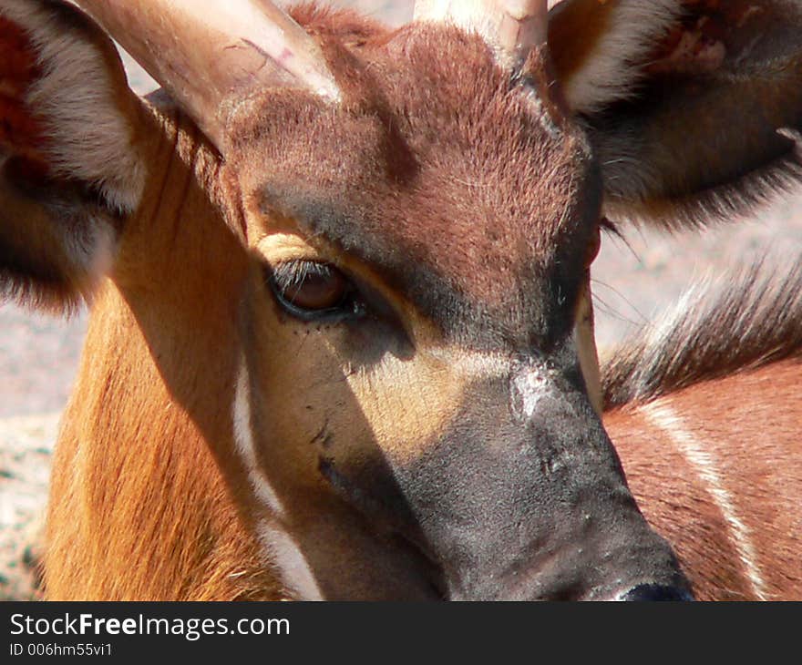 Antelope Face.