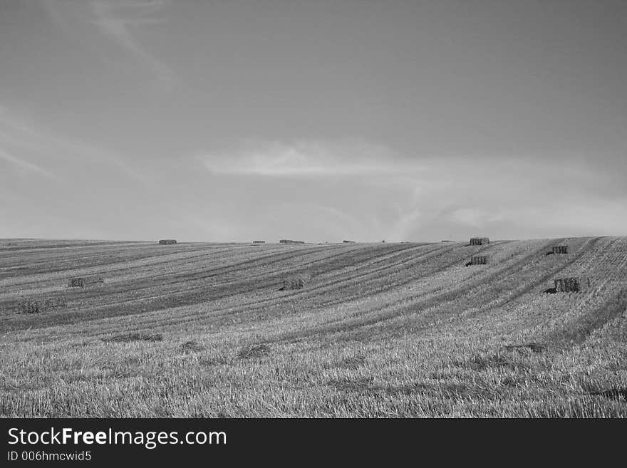 Bales of starw in a field against a blue sky. Bales of starw in a field against a blue sky