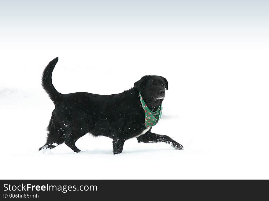 Black labrador running in snow