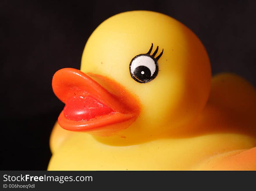 Close up portrait of rubber ducky