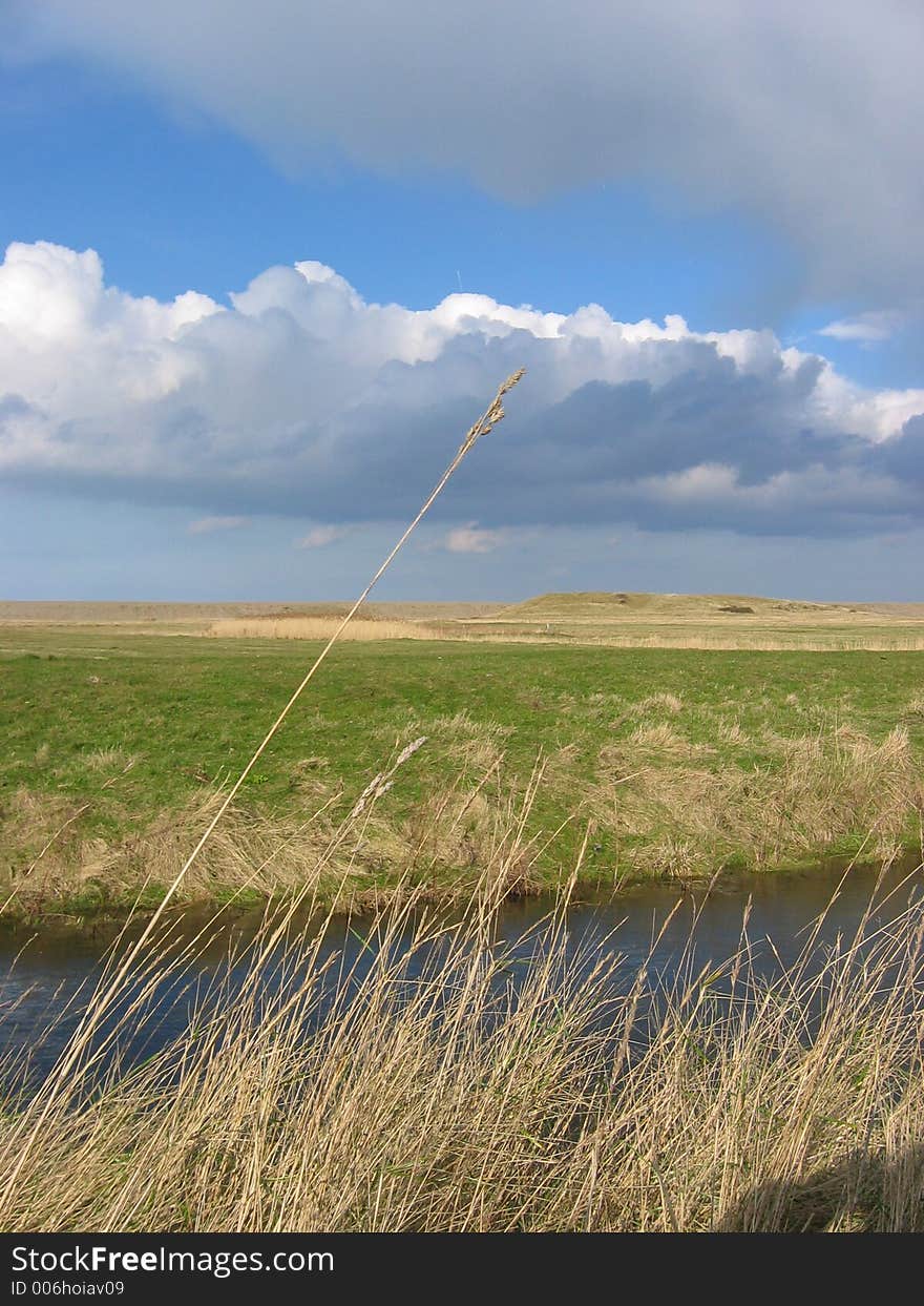 Wheat stem against countryside