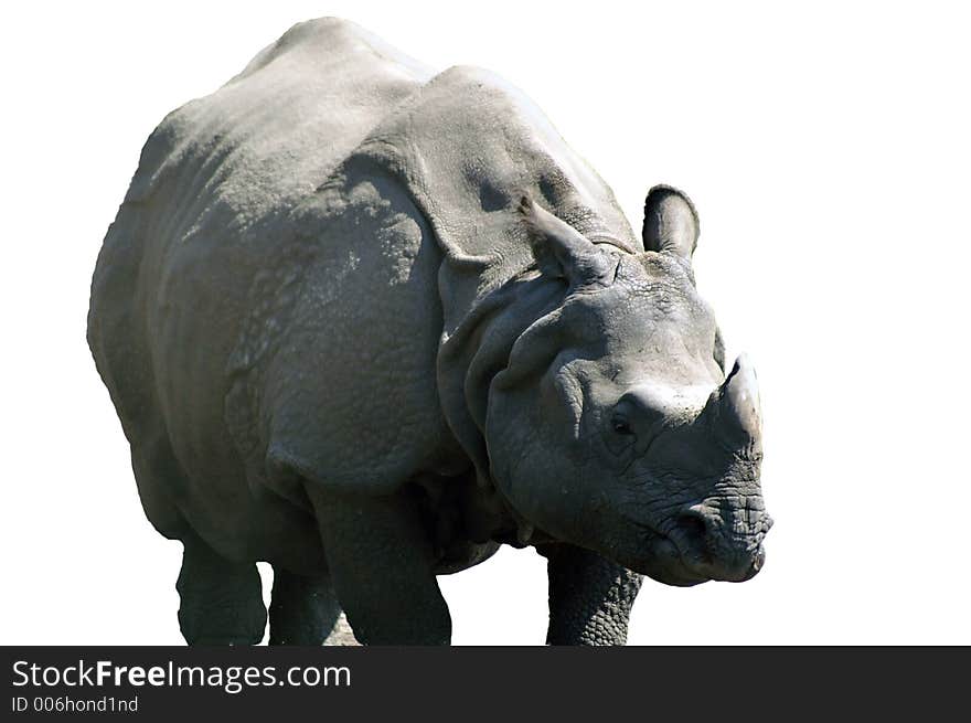 rhinoceros in zoo of east berlin / germany; isolated; summer of 2006. rhinoceros in zoo of east berlin / germany; isolated; summer of 2006