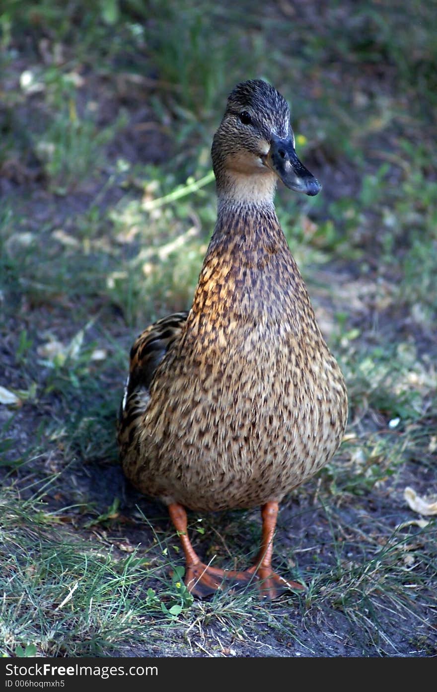 portrait of mummy duck near the ducklings; she posed only for me! she was very happy when I go again. I said: thank you and good´by. she said: quack! and go to her ducklings. portrait of mummy duck near the ducklings; she posed only for me! she was very happy when I go again. I said: thank you and good´by. she said: quack! and go to her ducklings.