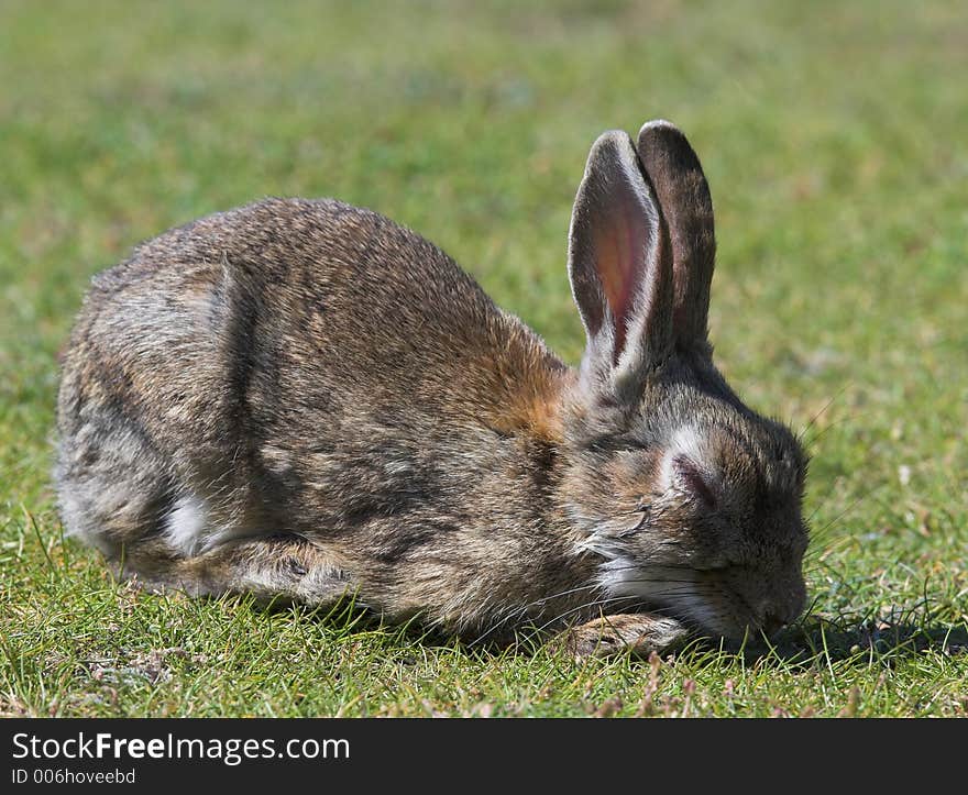 Diseased wild rabbit with Myxymatosis