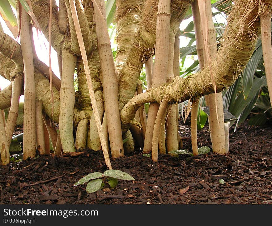 Root system (Semi-abstract oganic)