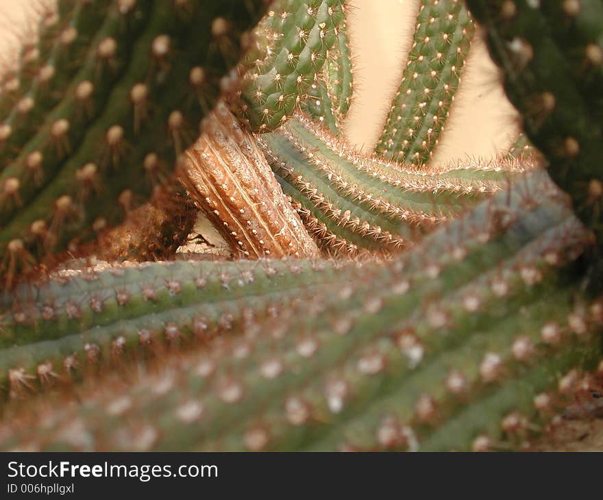 A dense swarm of cacti with lots of image depth. A dense swarm of cacti with lots of image depth.