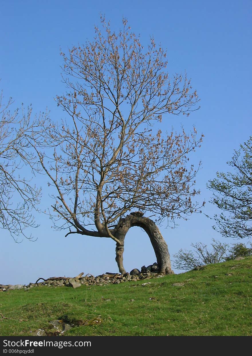 Tree forming natural arch