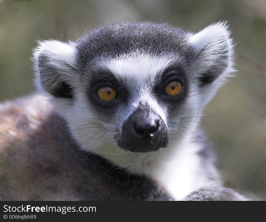 Cute Ring Taile Lemur closup. Cute Ring Taile Lemur closup