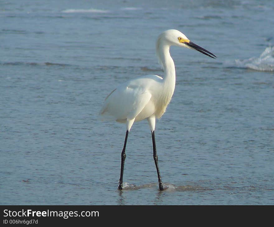 Egret