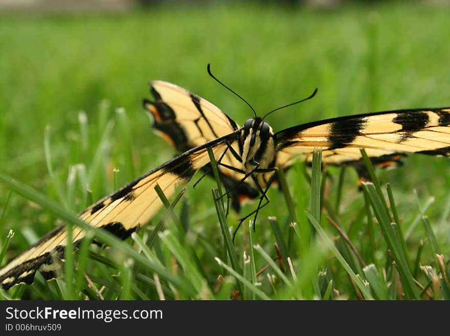 Butterfly in grass