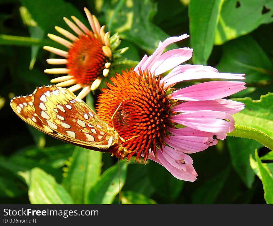 Monarch on Flower