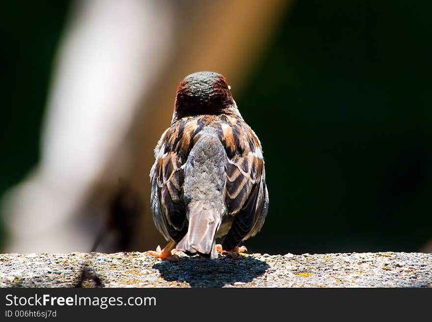 Bird - Sparrow