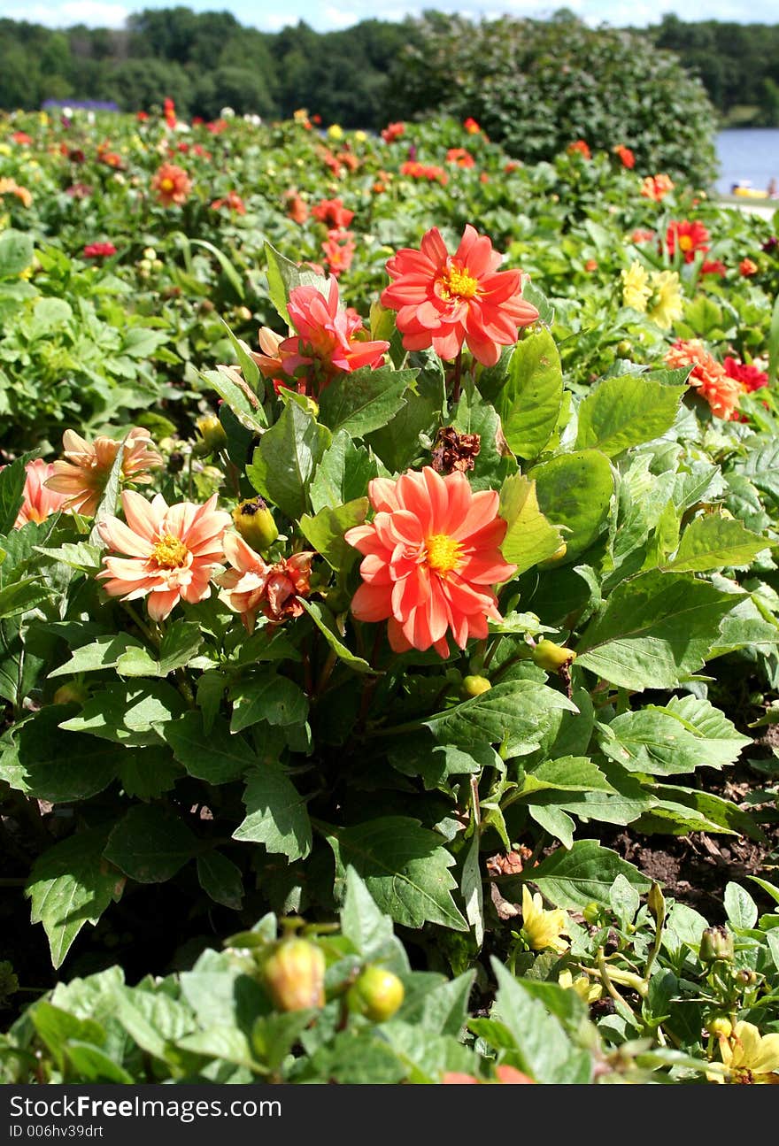 Bed of flowers on lake shore. Bed of flowers on lake shore