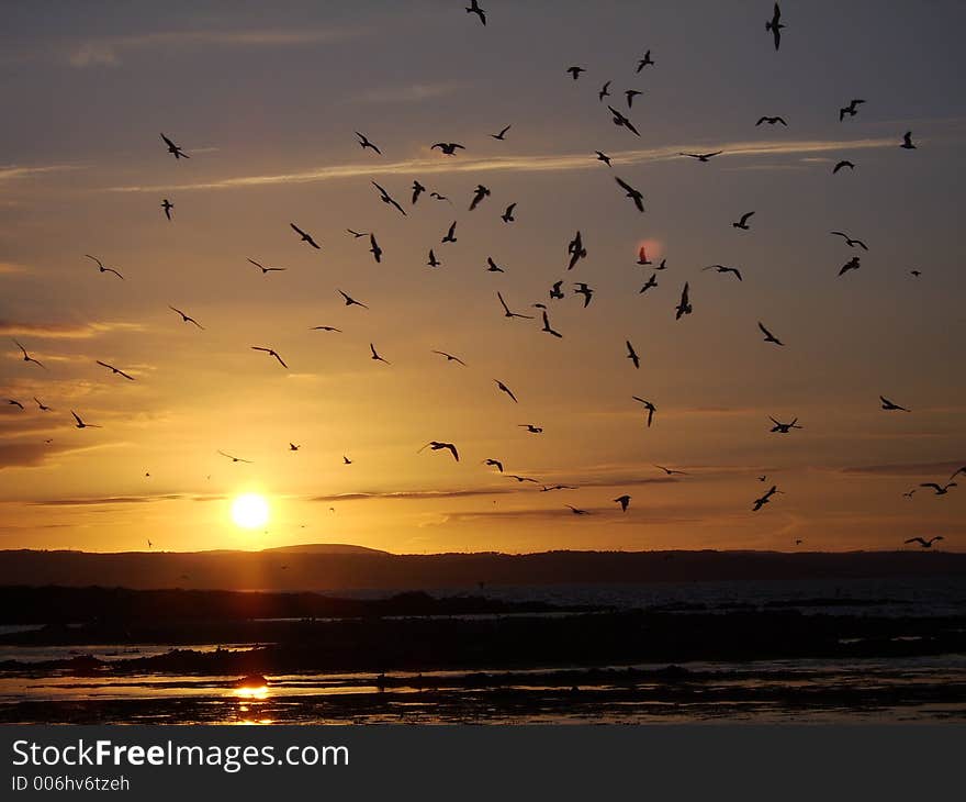 Seabirds at sunset