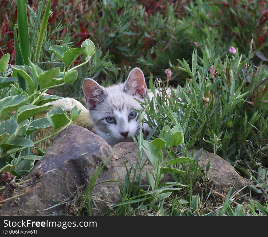 Kitten In Garden