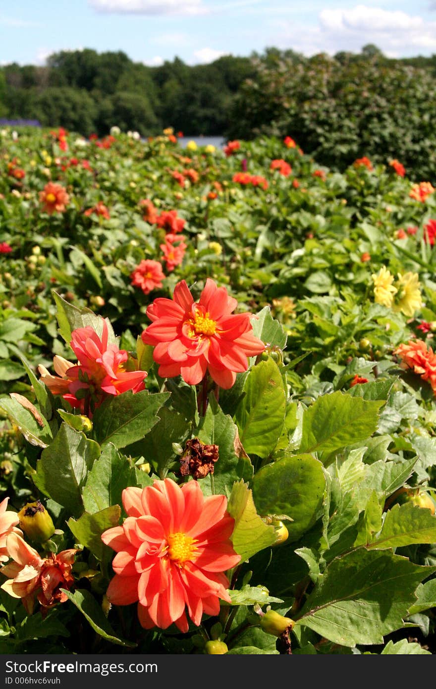 Bed of flowers on lake shore. Bed of flowers on lake shore