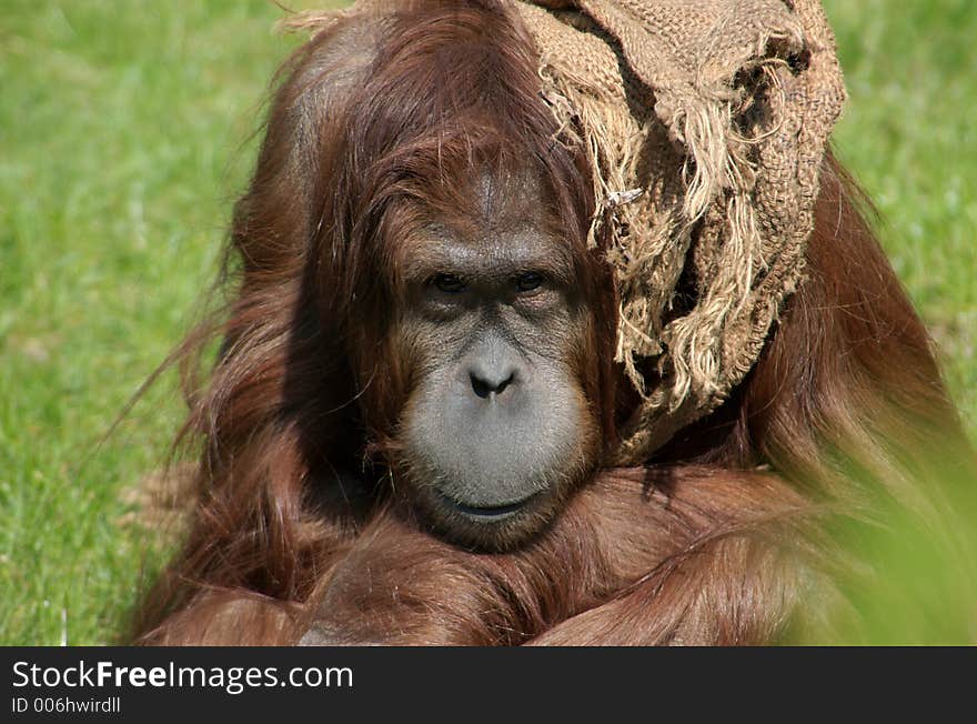 Portrait of a youg orang utan