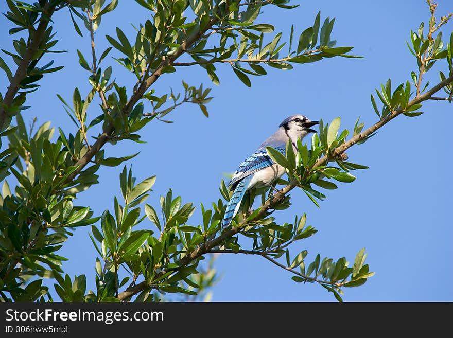 A bluejay perched in a live oak tree in the early afternoon.