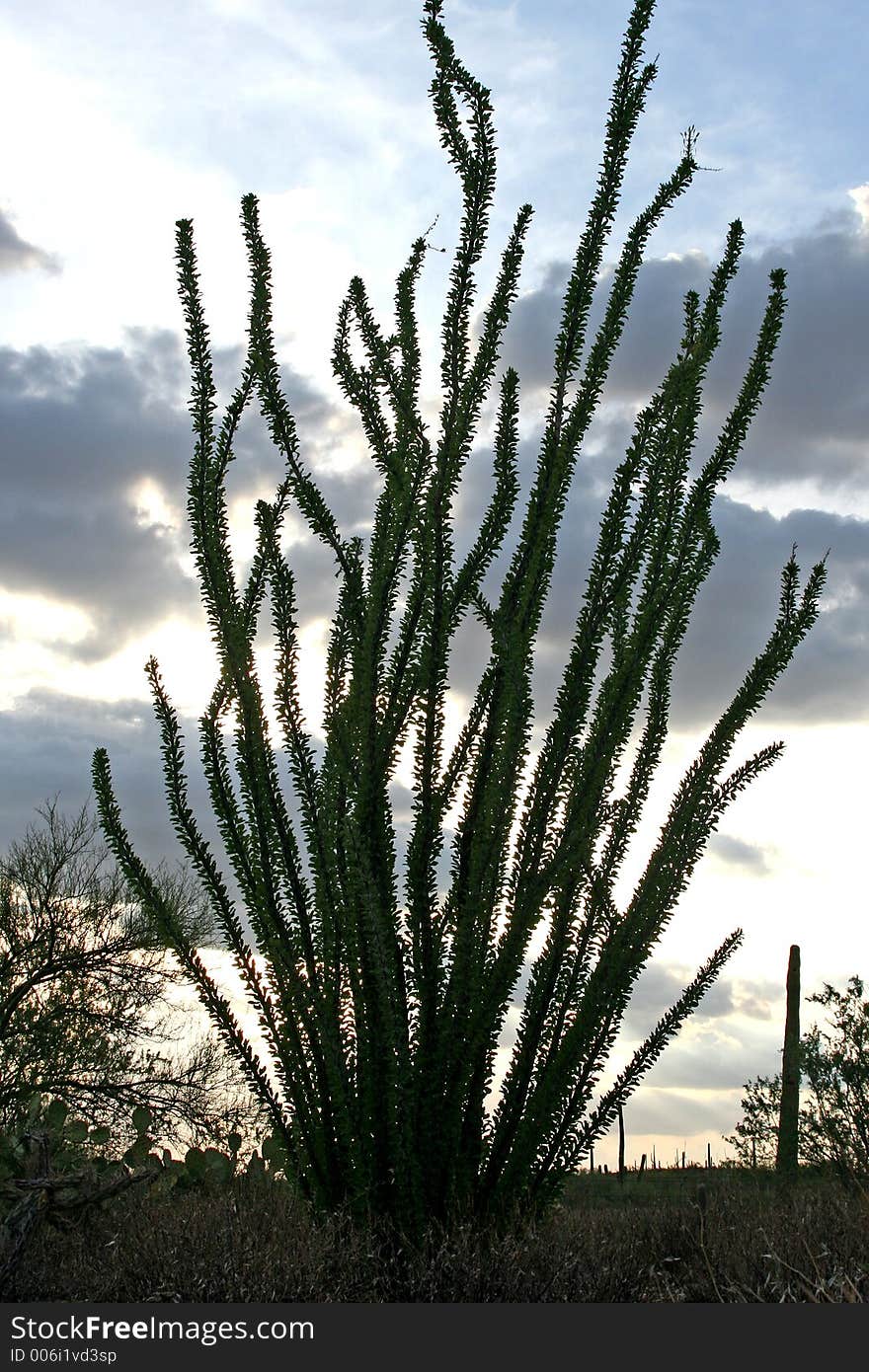 Desert plantlife just before sunset. Desert plantlife just before sunset.