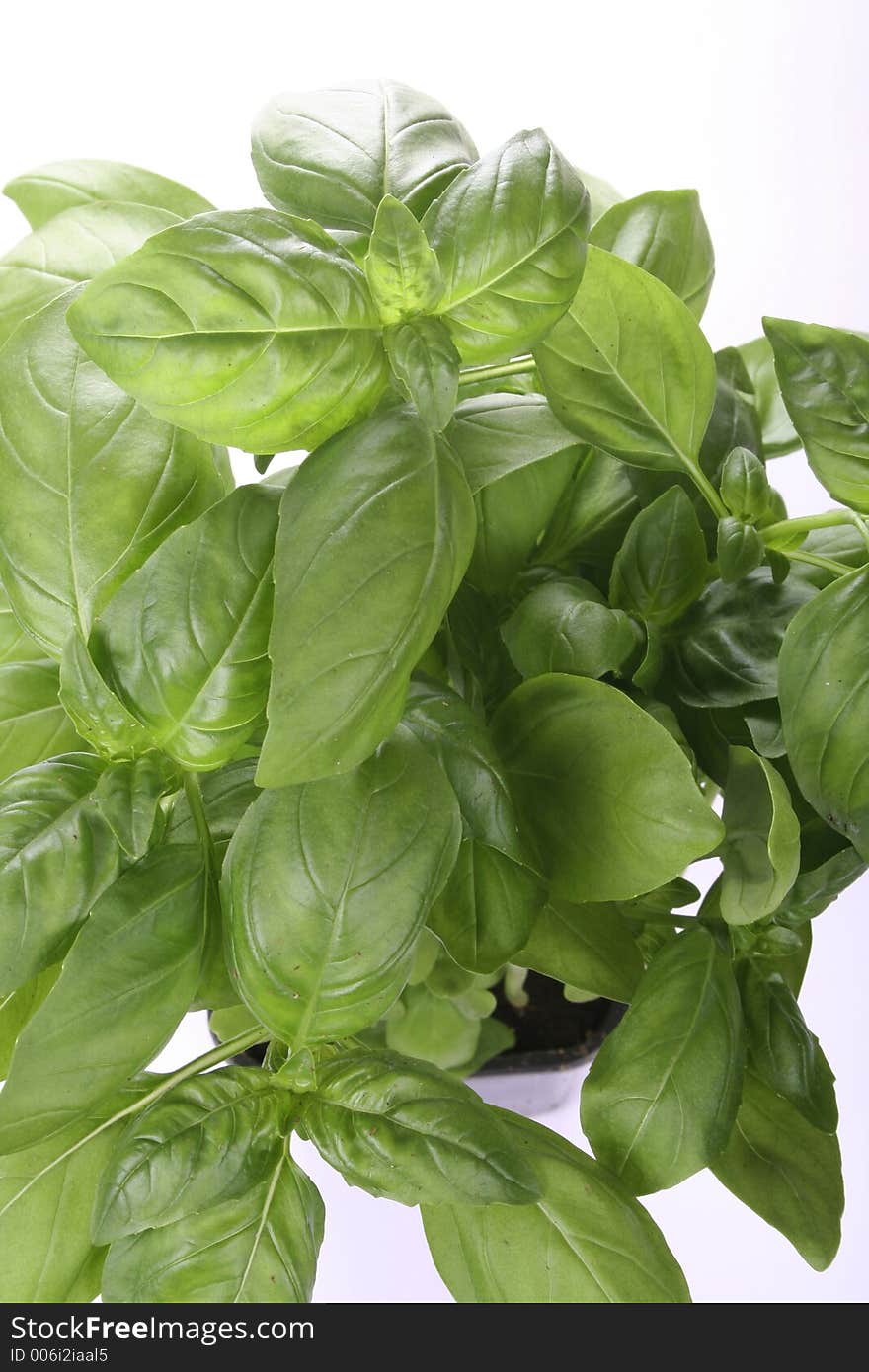 Basil plant on white backgound