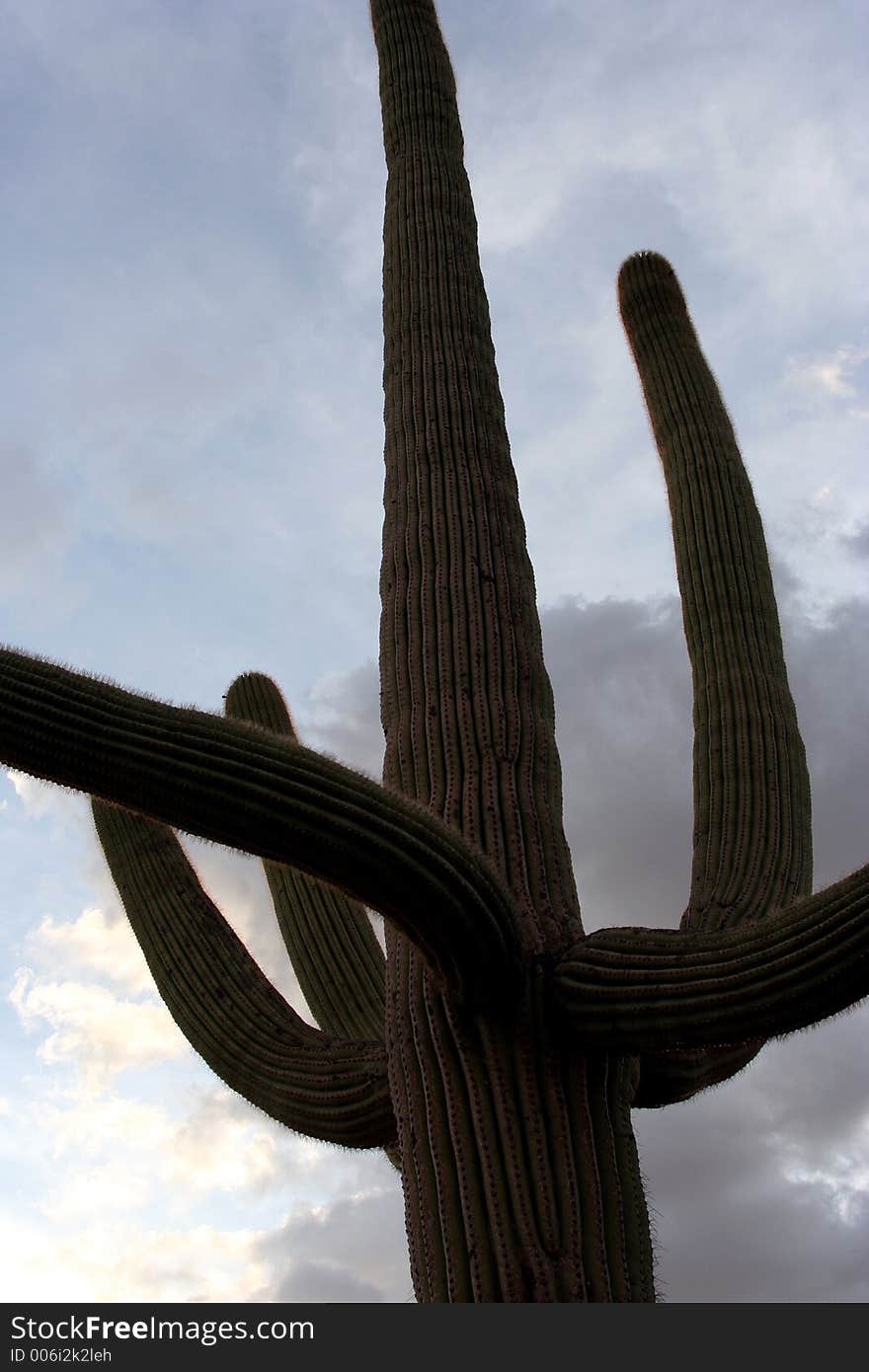 Looking up the side of a tall Saguaro cactus with several arms.