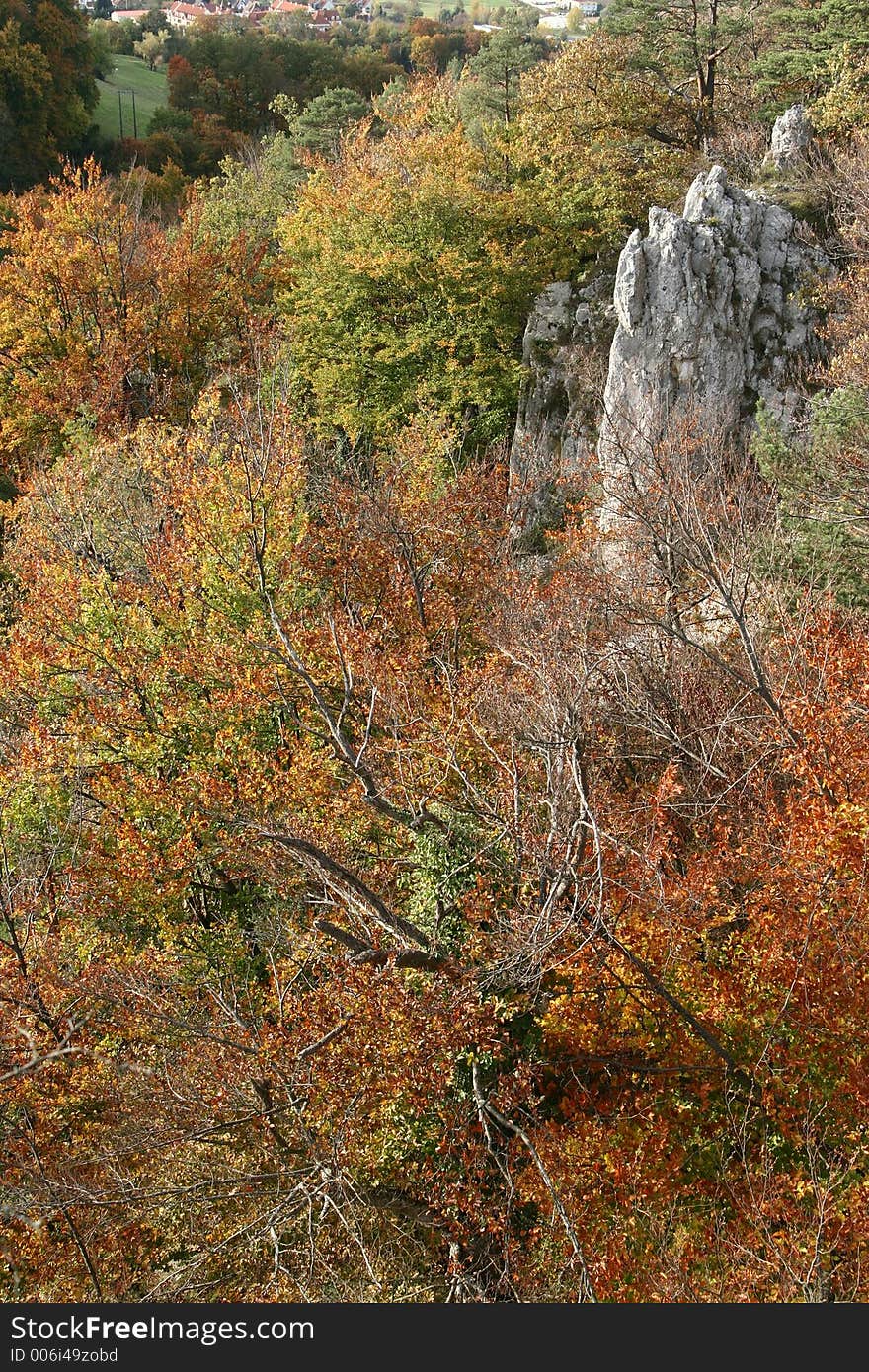 Trees And Forest