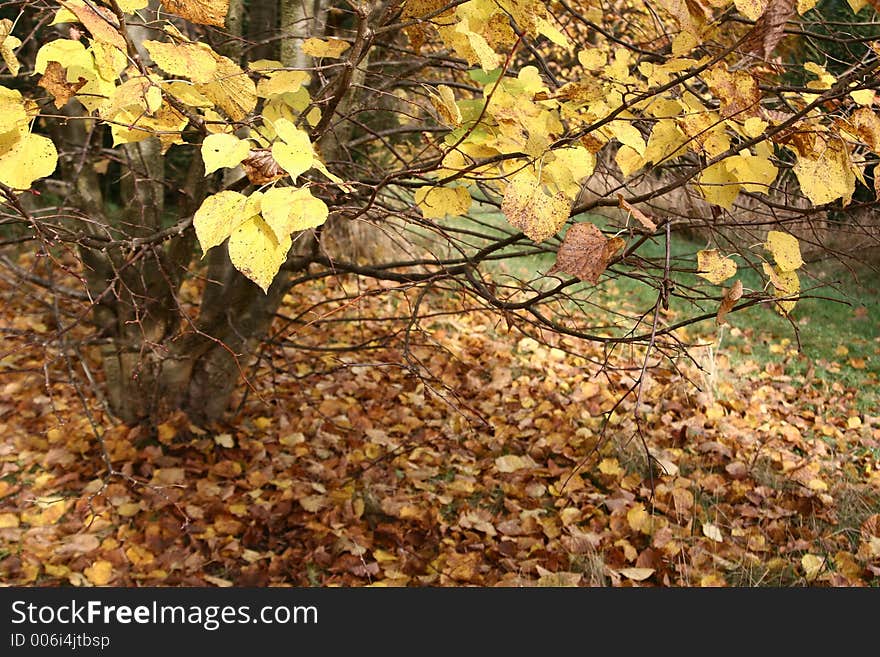 Forest , trees and leaves. Forest , trees and leaves