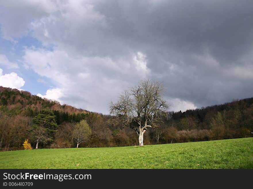 trees in a field. trees in a field