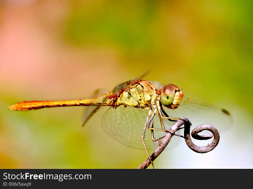 A libelulla sitting on a branch tree. A libelulla sitting on a branch tree.