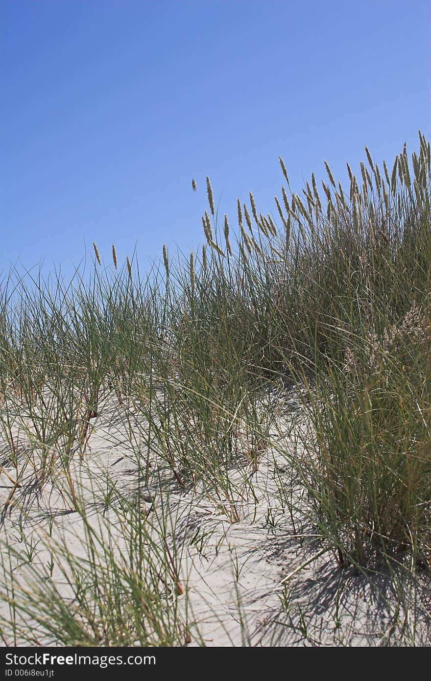 Sand dune, grasses and blue sky