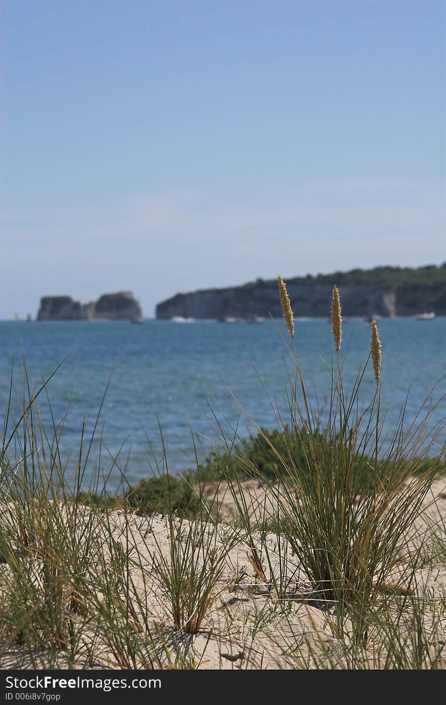 Sea grass on sand dunes with sea and cliffs in distance. Sea grass on sand dunes with sea and cliffs in distance