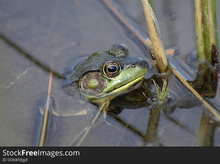 A frog sitting in the water waiting patiently for his next meal to wander by. A frog sitting in the water waiting patiently for his next meal to wander by.