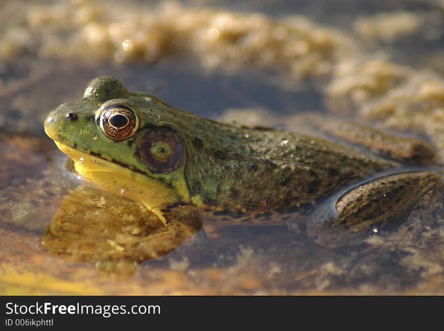 Pond Resident