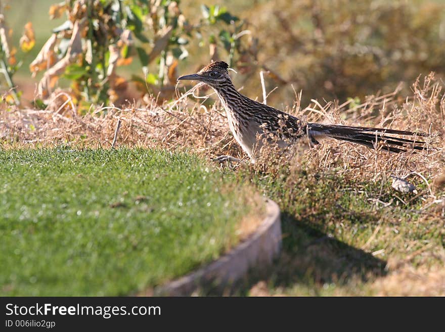 Roadrunner on the run