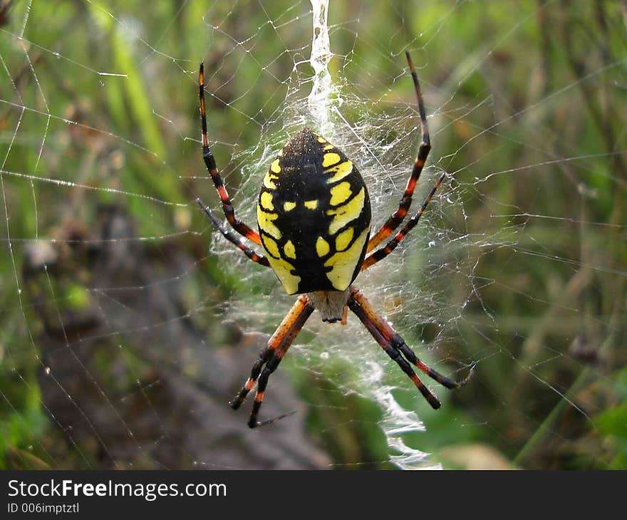 Yellow-Black spider