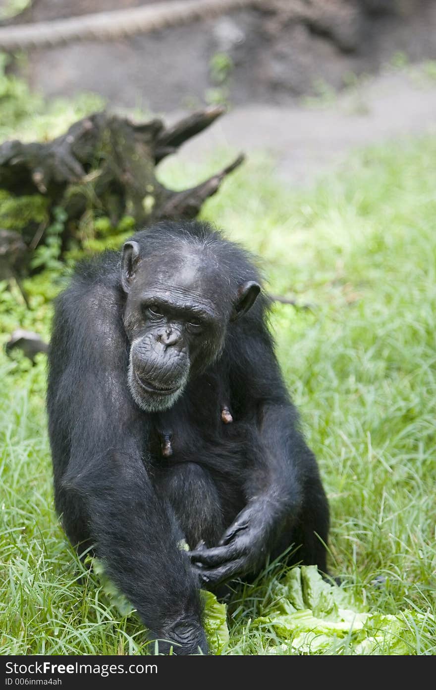 Female Chimp. Female Chimp