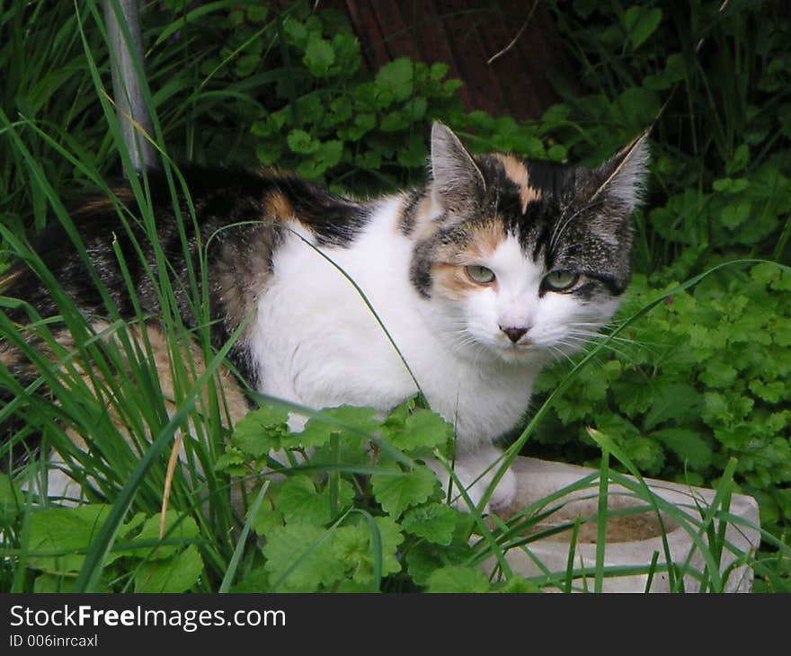 A tyrolian cat hidden in the grass. Photo taken in Zirl, Tyrolia, Austria. A tyrolian cat hidden in the grass. Photo taken in Zirl, Tyrolia, Austria.