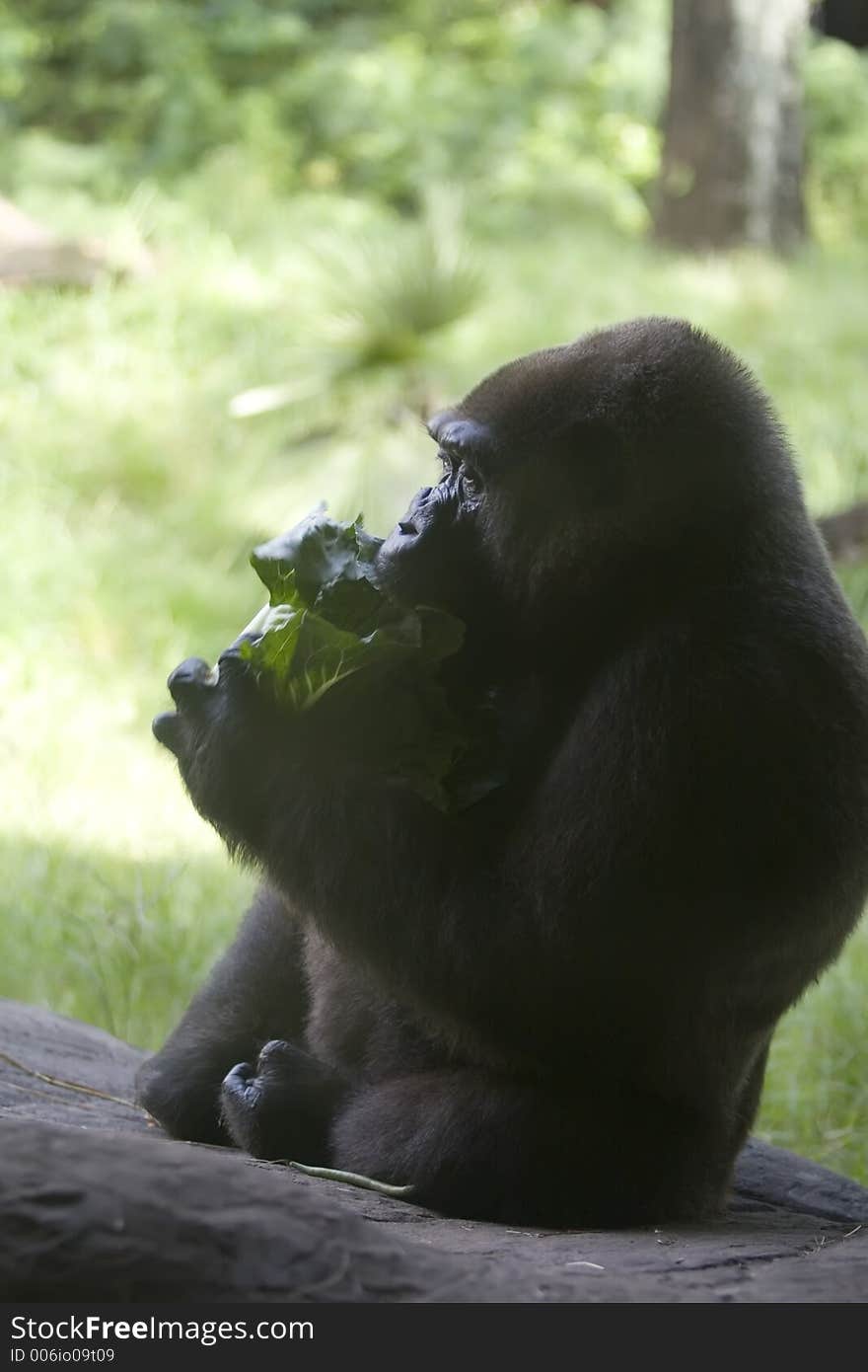 African Gorilla