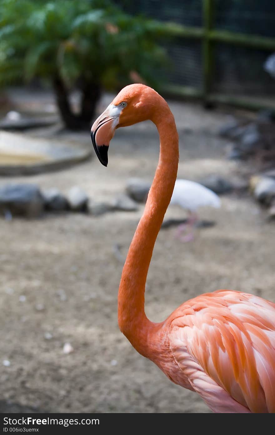 Pink Flamingo