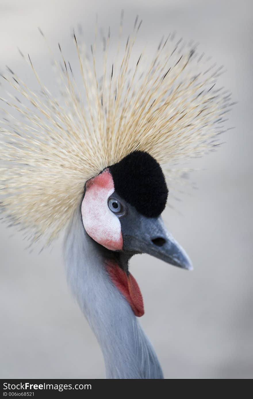 Crown Crane