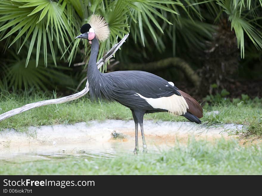 Crowned Crane