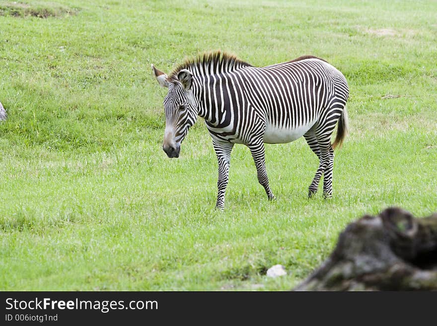 African Zebra