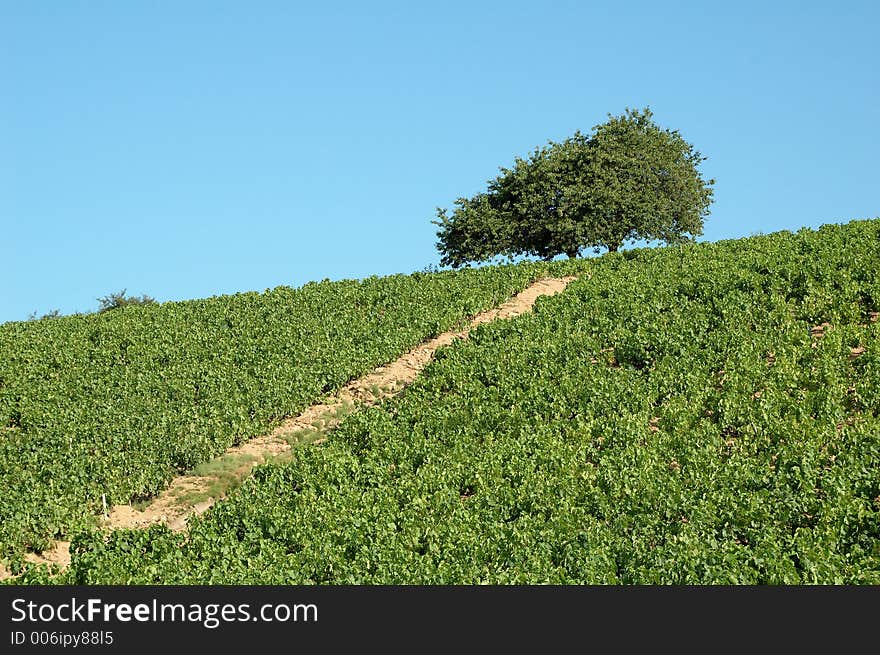 Vineyard and single tree tree in Beaujolais â€“ France. Vineyard and single tree tree in Beaujolais â€“ France